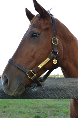 Horse Profile Keeneland